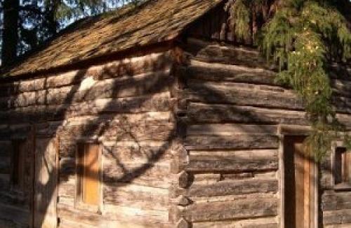 old log cabin, shadow of a tree branch on its side, pine dree draping over it