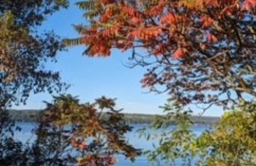 salt point foliage with blue sky and blue lake in background