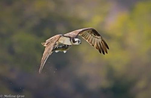 Osprey in flight