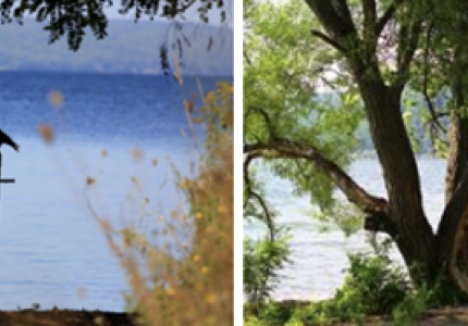 picture of bird by lake and tree by lake