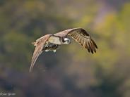 Osprey photo by Melissa Groo