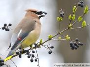 Bird on a branch