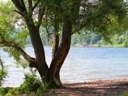 Salt Point behind shoreline tree