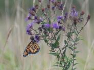 monarch butterfly on a purple flower