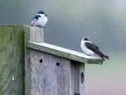 Little birds sitting on a bird house