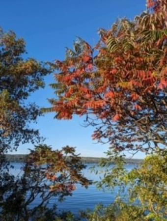 salt point foliage with blue sky and blue lake in background