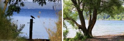picture of bird by lake and tree by lake